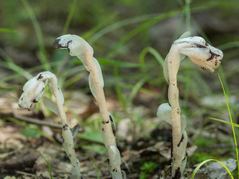 Ghost Plants in Forest