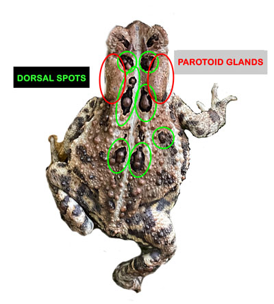 Illustration of Toad Anatomy