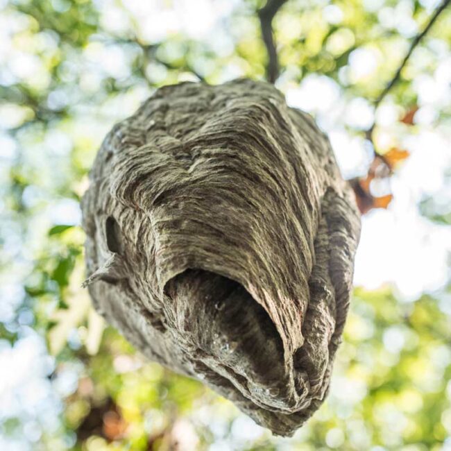 Exit Hole on the Underside of Bald-faced Hornet Nest 