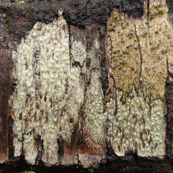 fungus on log