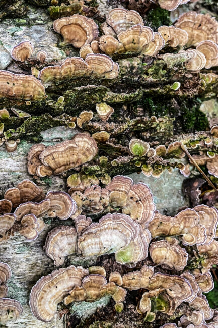 Violet Toothed Polypore Fungus