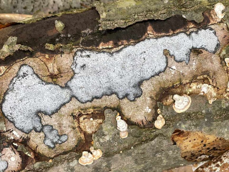 Crustose lichen on fallen log