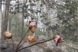 Dead Roses seen through Screen, Plants and Plastic Series, by Karen Klugman