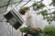 Radio Hanging in Greenhouse, Nature Plants and Plastic, by Karen Klugman