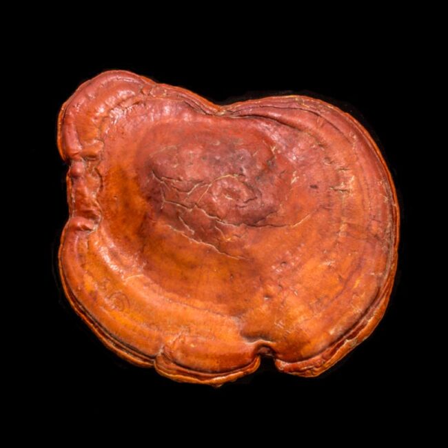 Top side of a conk. Ganoderma Curtisii