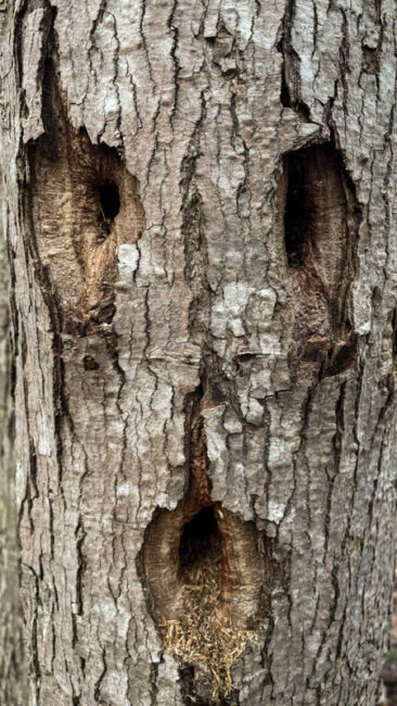 Pileated Woodpecker holes that look like a face. 