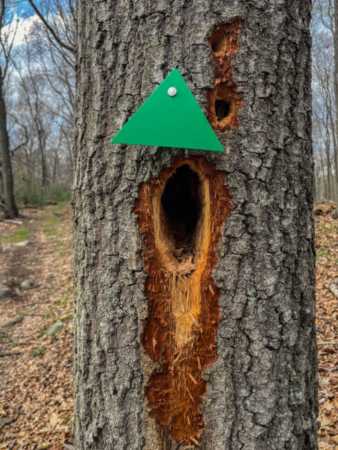 Holes drilled by Pileated Woodpecker on a tree on the Nature Trail in Westwoods