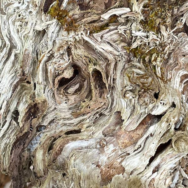 Swirling design of rotting wood