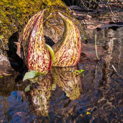 Mottled Yellow Skunk Cabbage