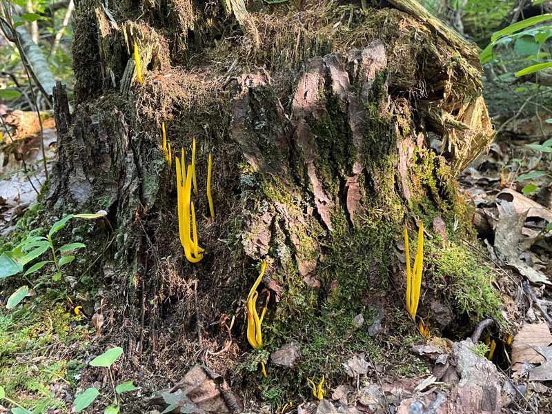 Yellow Stagshorn growing on a stump