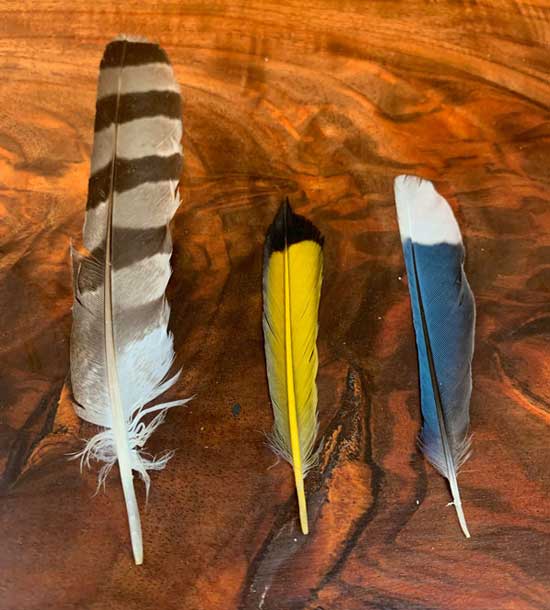 Three feathers; Cooper's Hawk, Northern Flicker, Blue Jay