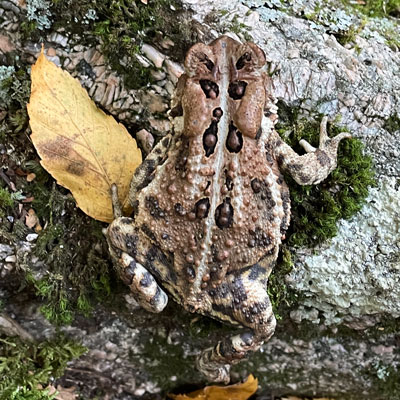 American Toad