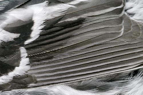 Detail of feathers of a Black and White Warb;er